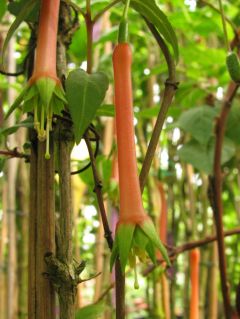 Fuchsienbild F. splendens var. cordifolia 01